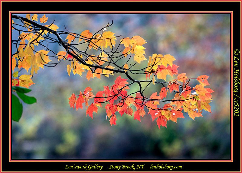 1-0--MG_5202 poster_foliage5.jpg